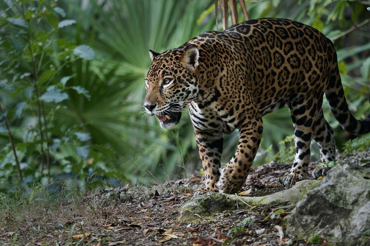 El tigre de Majagua